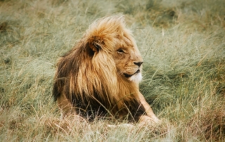 Ein Löwe, der entspannt in die Gegend schaut